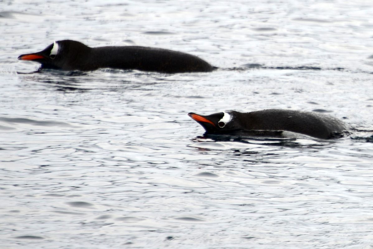 10B Gentoo Penguins Swimming In The Water At Neko Harbour From Zodiac On Quark Expeditions Antarctica Cruise